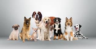 Breed specific issues