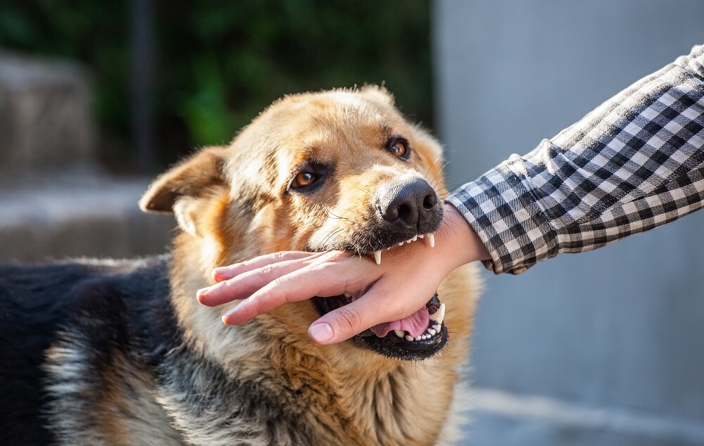 Dog bite attorney
